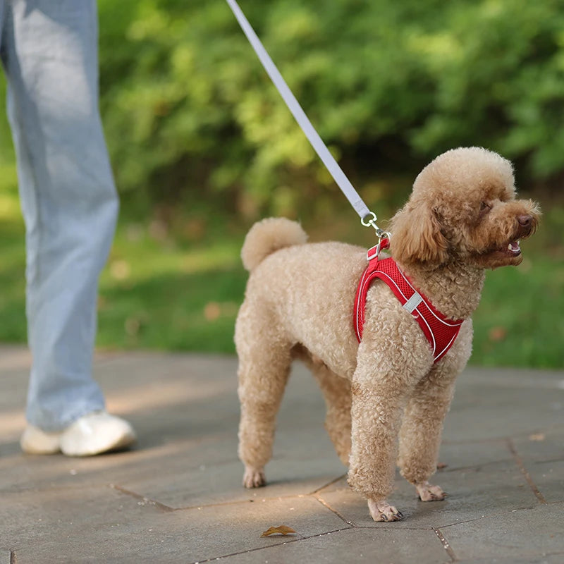 Little Explorer Dog Harness Set