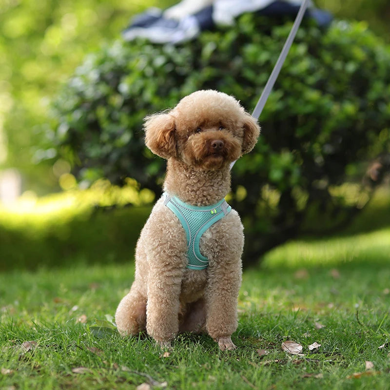 Little Explorer Dog Harness Set