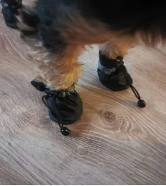 Dogs Shoes